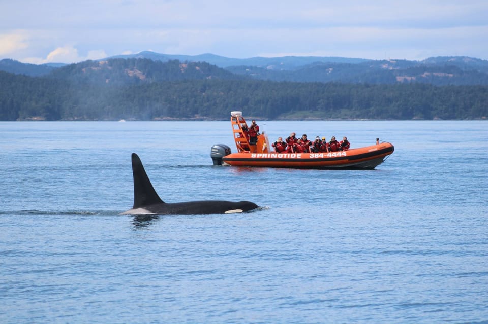 From Victoria: Whale Watching Tour by Zodiac Boat | GetYourGuide