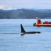 From Victoria: Whale Watching Tour by Zodiac Boat | GetYourGuide