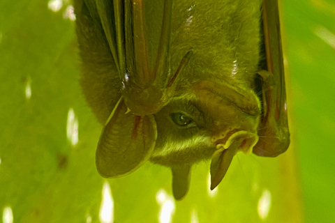 Manuel Antonio Park: Guidad vandring med en naturforskarePrivat rundtur