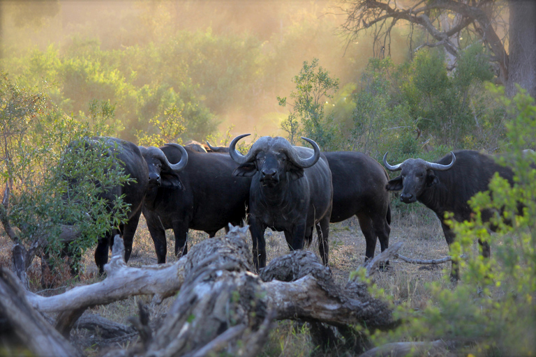 Pilanesberg: Avventura safari di un giorno intero da Johannesburg