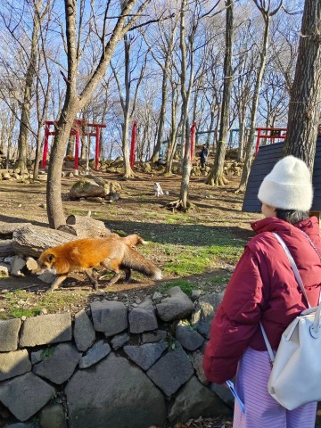 Visit Zao Fox village 1Day Bus Tour with Strawberry picking in Sendai, Japan