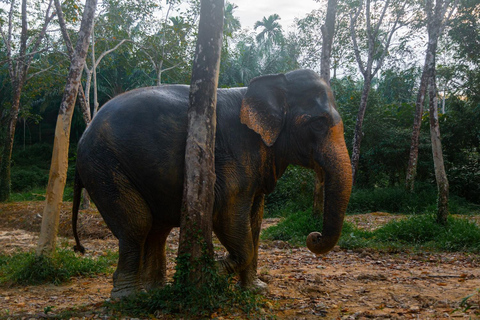 De Phuket: visite éthique du sanctuaire des éléphants à Phang Nga