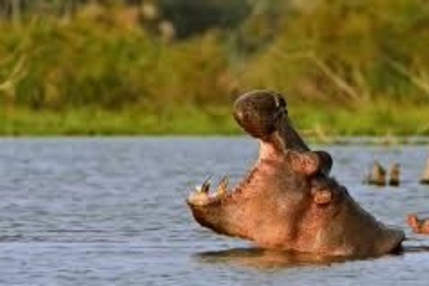 Nairobi: Lake Naivasha Slow Safari with Boat Ride