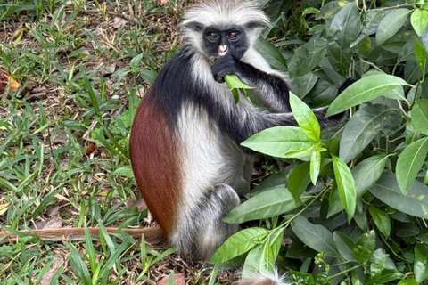 Zanzibar: Wycieczka z przewodnikiem po rezerwacie leśnym Masingini