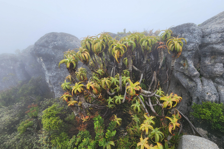 Cape Town: Bo-Kaap, Table Mountain, and Groot Constantia …