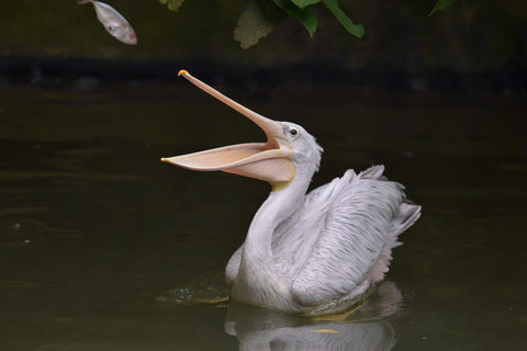 Kedah: Wildlife Park Langkawi Admission Ticket Admission Ticket for Non-Malaysian