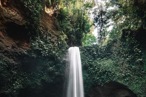 From Ubud: North Bali Dolphin Watching & Waterfalls Tour