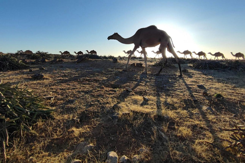 Safári de luxo com pernoite no deserto em Salalah