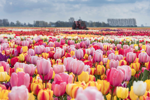 From Amsterdam: Tulip Experience and Tulip Fields Tour 4-hour tour Tulip Experience