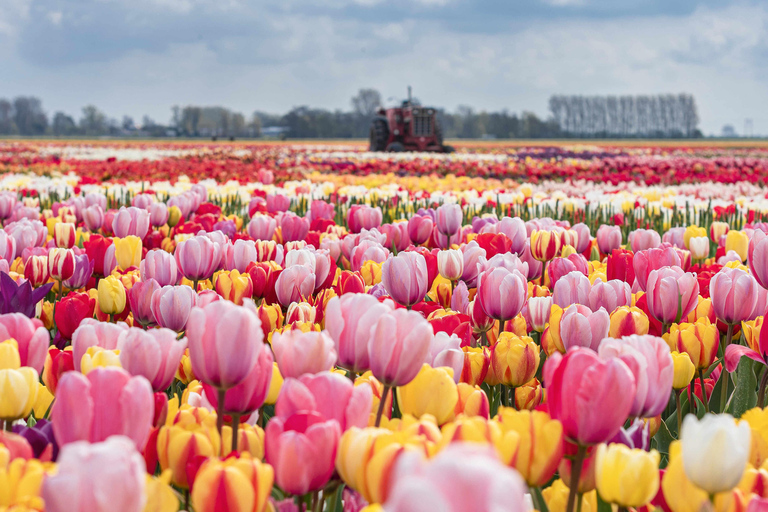 From Amsterdam: Tulip Experience and Tulip Fields Tour 4-hour tour Tulip Experience