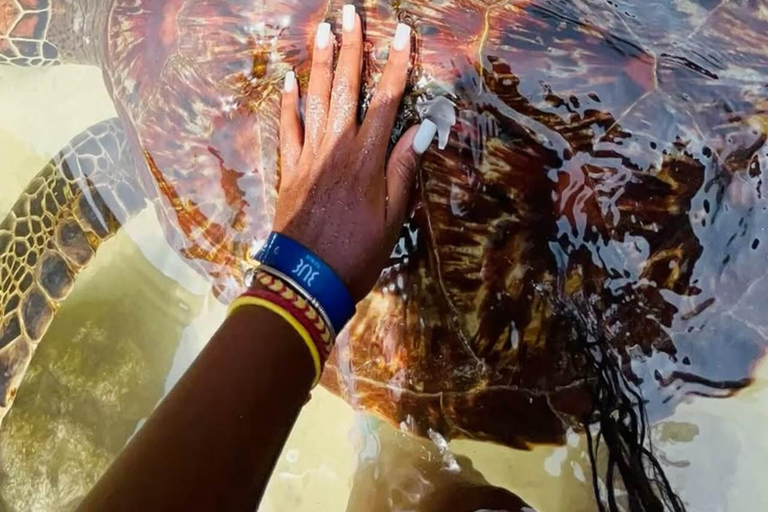 Sea Turtles Cave Conservation swimming & Prison Island Tour SEA TURTLES AND PRISON ISLAND