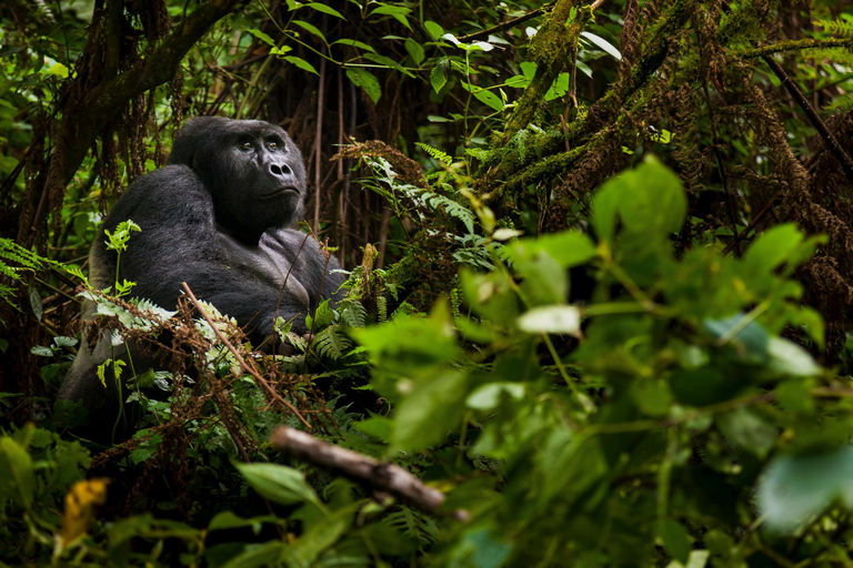 Gorilla vandringsturer