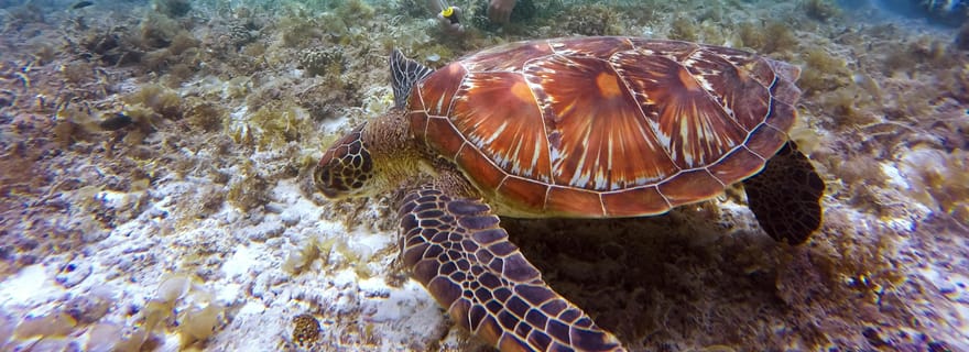 Banyuwangi : excursion de 12 heures en snorkeling aux îles Cerf et Tabuhan