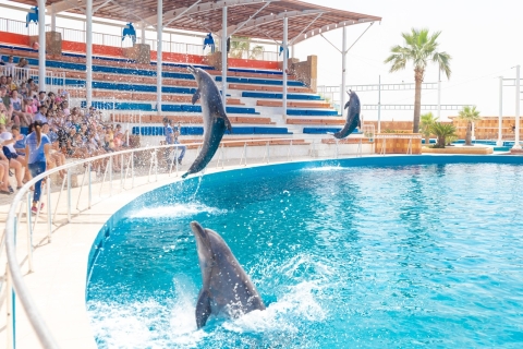 Desde Side/Alanya: Espectáculo de Delfines de Sealanya con traslados al hotelRecogida en Alanya