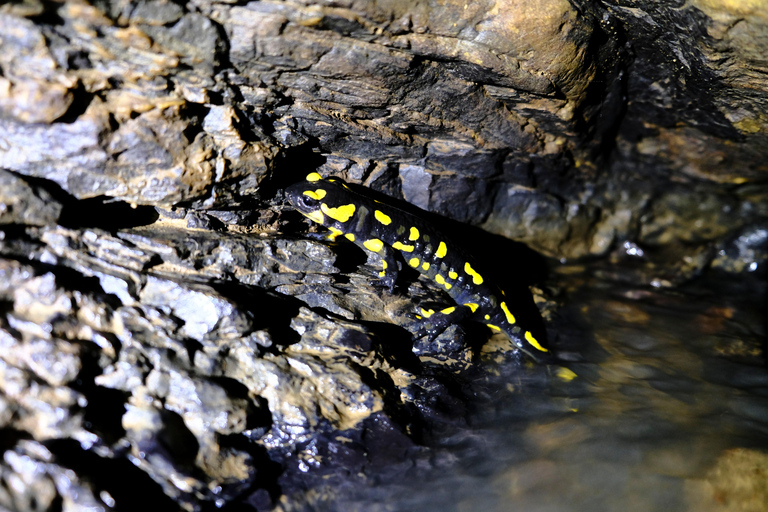 Caving in the Grotte de Pézenas