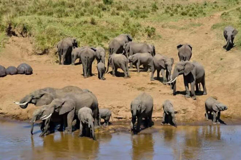 2 days 1 night saltlick safari from Diani/Mombasa.