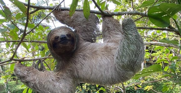 La Fortuna: Sloth Observation Trail