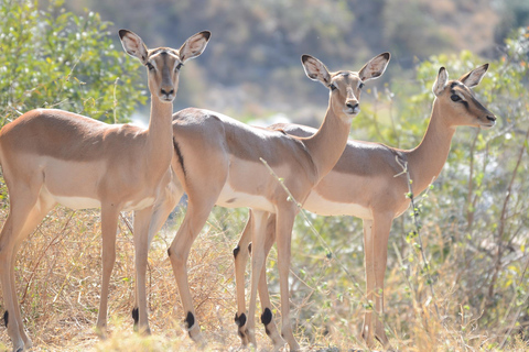 From JNB: Pilanesberg Safari incl. Lunch Full day
