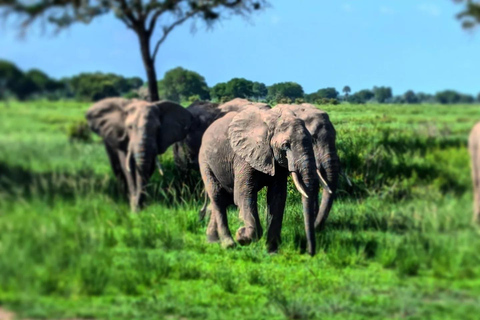Sansibar: 3-tägige Mikumi-Nationalpark-Safari mit dem SGR-Zug