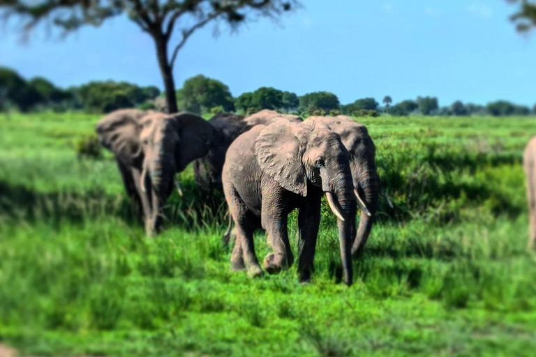 Sansibar: 3-tägige Mikumi-Nationalpark-Safari mit dem SGR-Zug