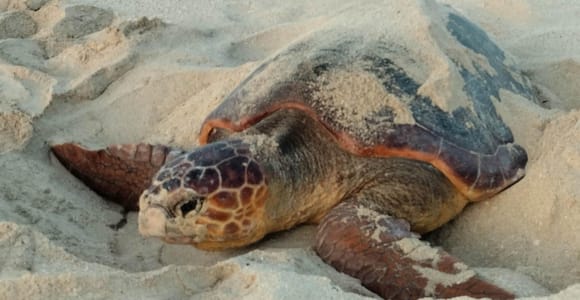 Santa Maria: Sal Island Sea Turtle Watching Experience