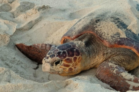 Santa Maria: Sal Island Sea Turtle Watching Experience