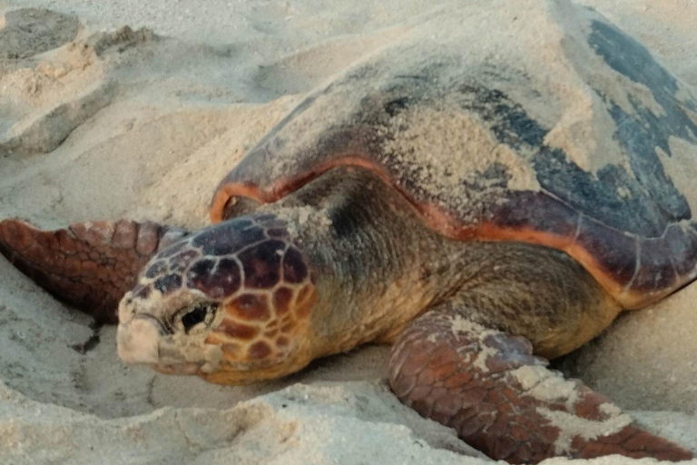 Santa Maria: Sal Island Sea Turtle Watching Experience