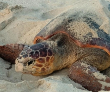 Santa Maria: Sal Island Sea Turtle Watching Experience