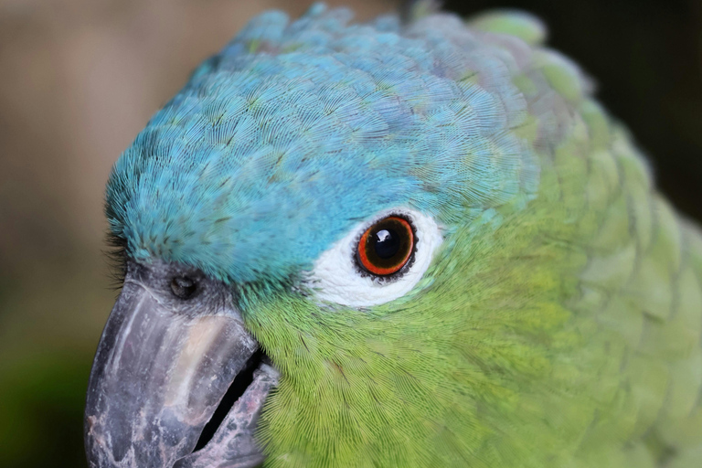 Tulum, 4 Cenotes, and Playa del Carmen