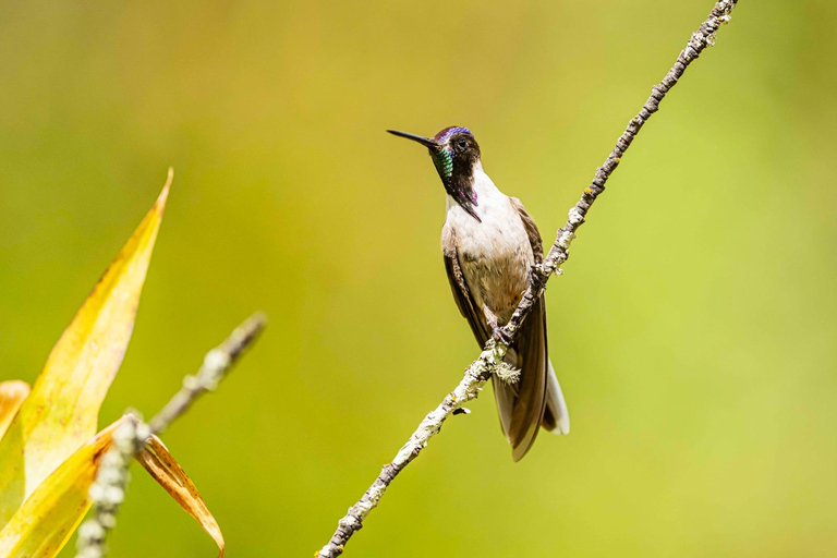 Cusco: Hummingbird Sanctuary Tour — 30+ Bird Species with transfers