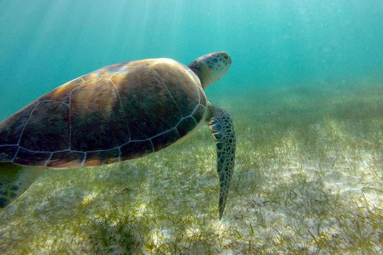 Yucatán: Snorkel with turtles in Akumal+Tour to the Cenote