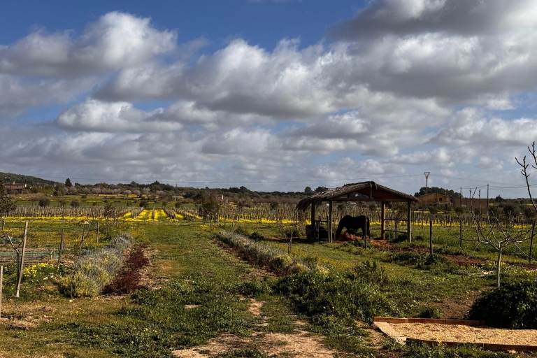 Ruta de los Sabores de Mallorca: Naranjas, aceite de oliva y vinoRuta de los Sabores de Mallorca