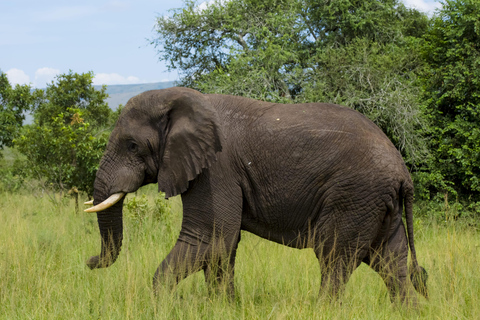 1 Day Akagera Wildlife Safaris