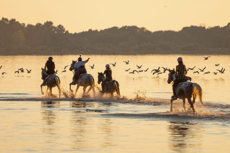 Durrës: 1-Hour Horseback Riding for Experienced Riders