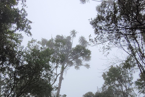 CAMINHO DO OURO - Geführte Tour durch den Atlantischen Wald, Wasserfälle und Geschichten.