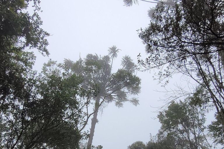 CAMINHO DO OURO - Guided tour Atlantic Forest, Waterfalls, Stories.