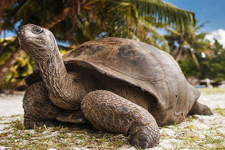 Zanzibar: Prison Island & Nakupenda Sandbank Tour With Lunch