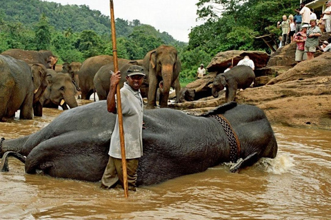 Kandy : Excursión de un día en Tuk Tuk por Pinnawala ( Tour privado )Recogida en Mini Van