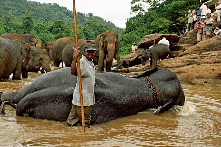 Kandy: Pinnawala Tuk Tuk Day Tour (wycieczka prywatna)Odbiór mini vanem