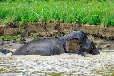 Kinabatangan River Trip from Sandakan with Lunch Included (Shared Tour) Kinabatangan River Trip Sandakan with Lunch