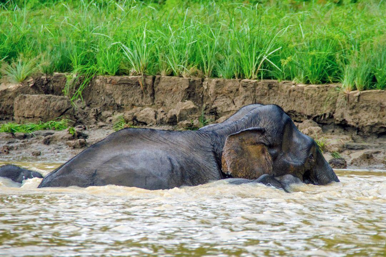Kinabatangan River Trip from Sandakan with Lunch Included (Shared Tour) Kinabatangan River Trip Sandakan with Lunch