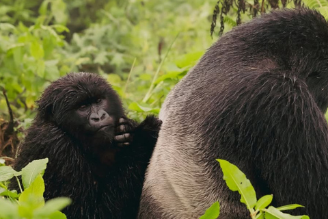 From Kigali: Gorilla Trekking in Rwanda & Diana Fossey Tour