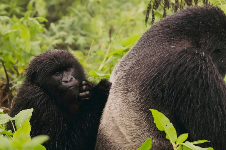 From Kigali: Gorilla Trekking in Rwanda & Diana Fossey Tour