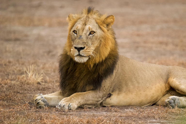 Ngorongoro Crater Safari & Maasai Village Experience