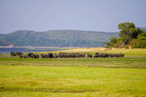 Morning Minneriya and Evening Kaudulla Full Day Safari