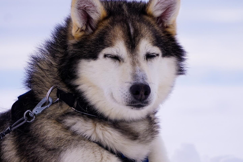 Sirkka: 1,5 km familjevänlig Husky-slädåkning