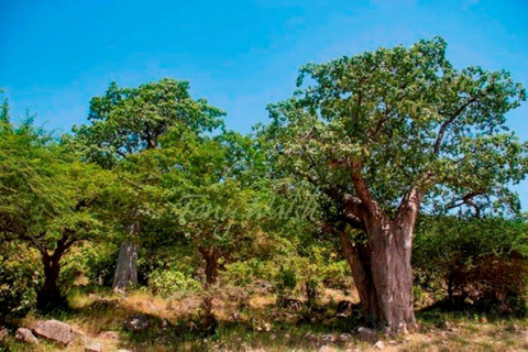 Journée privée à Salalah Est