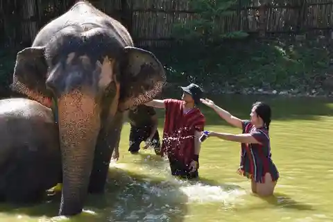 Phuket: Half Day or 2-Hour Ethical Elephant Care Sanctuary