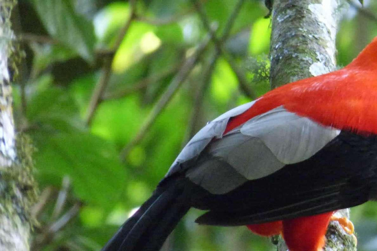 Manu Cultural Zone Tour 4 Days