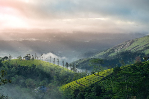 Från Cochin: 04 kvällar/05 dagar Kerala Tour